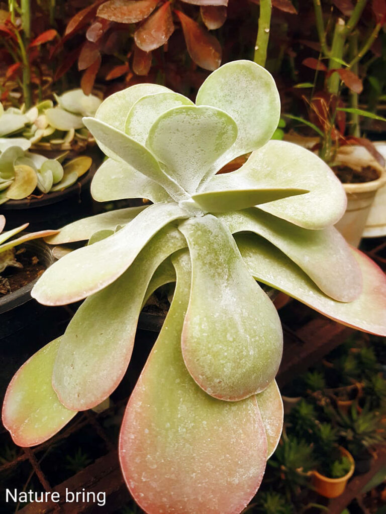 violet plant seeds Grow an African Violet Seed Kit Fantasy African Violet main image 0
