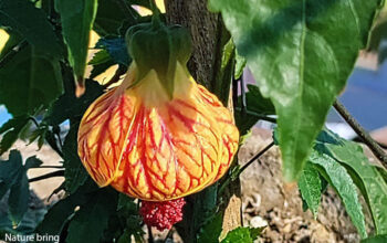 Chinese Lantern (Abutilon striatum)