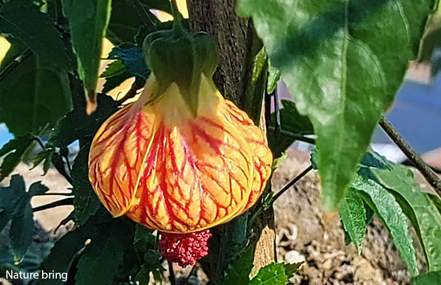 Chinese Lantern or Flowering Maple growing and care guide