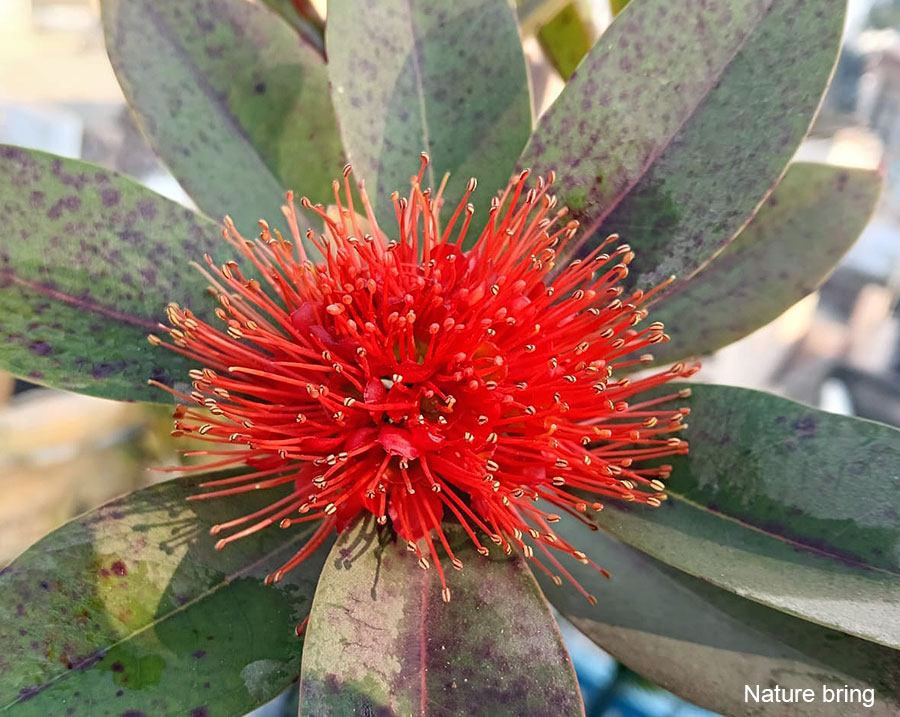 How to Care for First Love (Xanthostemon Chrysanthus) | Golden Penda flower