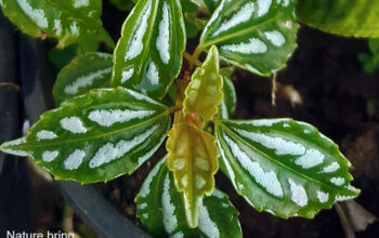 Aluminum plants (Pilea cadierei)