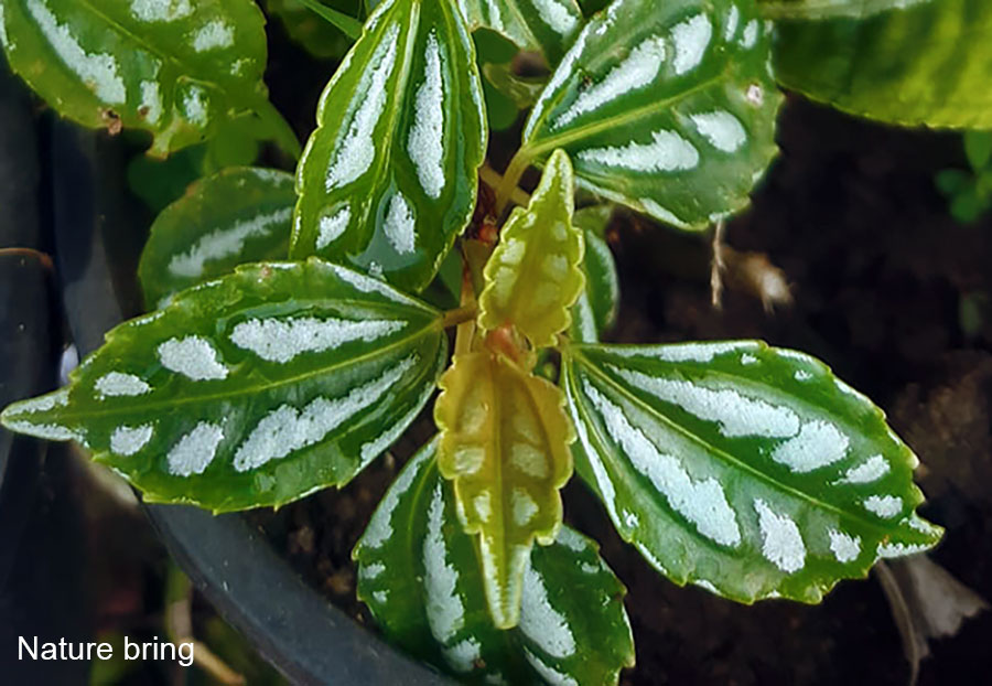 Aluminum plants (Pilea cadierei) Growing and Care tips