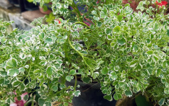 Aralia plants