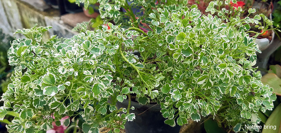 How to Care for Variegated Aralia plants | Polyscias fruticosa