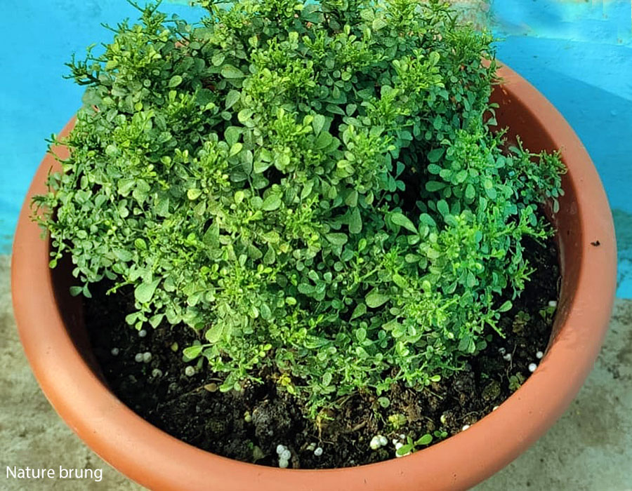 murraya paniculata (table kamini)