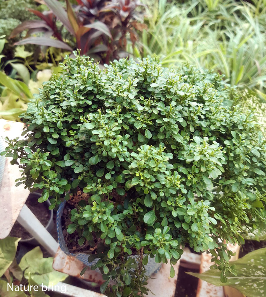 murraya paniculata (table kamini)