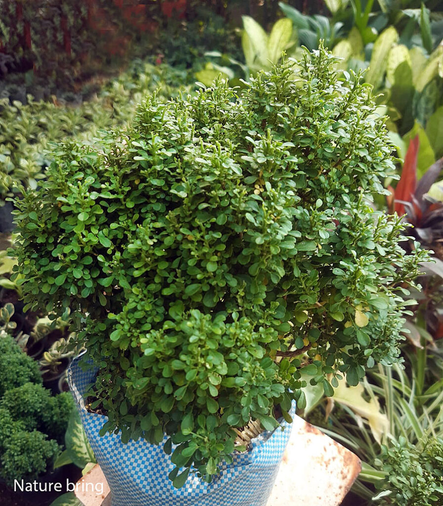 murraya paniculata (table kamini)