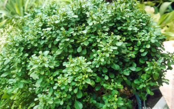 murraya paniculata (table kamini)