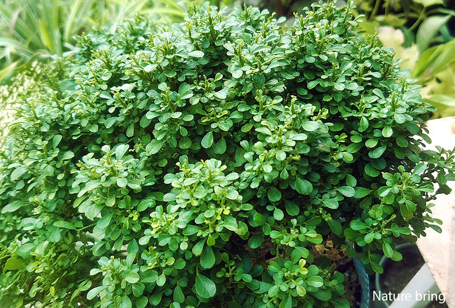 Murraya paniculata (Table Kamini) miniature plant growing guide