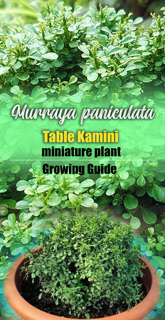 murraya paniculata (table kamini)