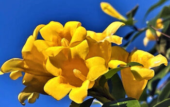Gelsemium sempervirens (Carolina Jessamine)
